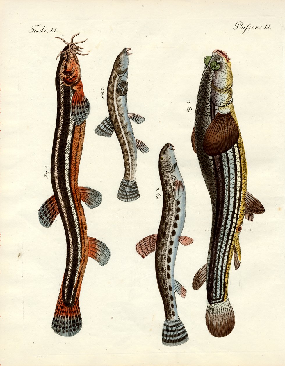 Étranges poissons (gravure en couleur) - German School