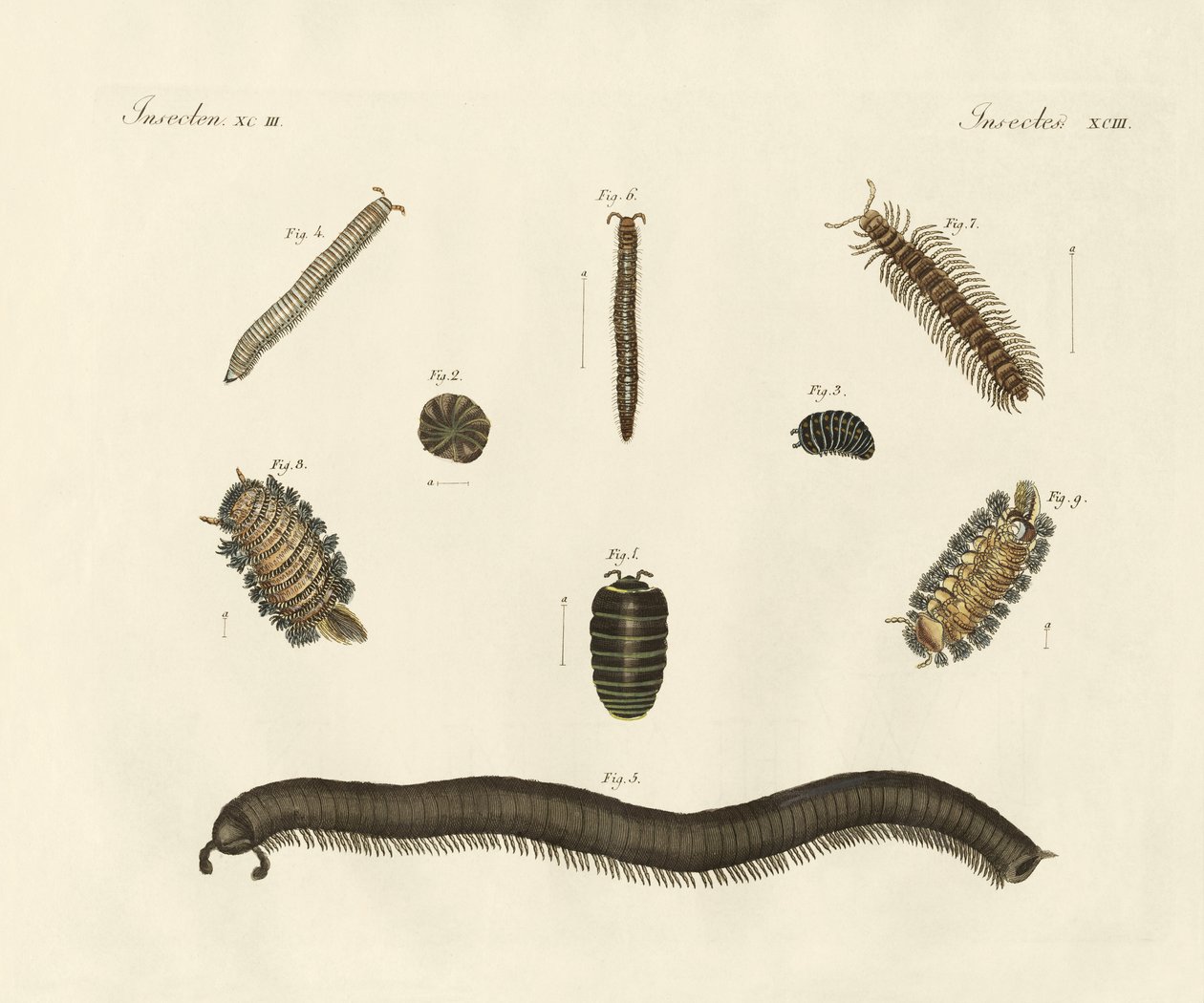 Insectes étranges - German School