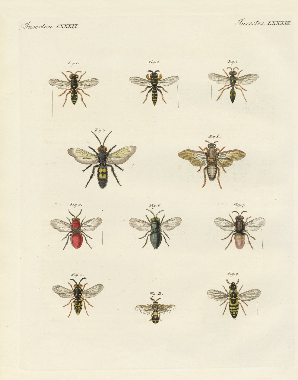 Insectes étranges - German School