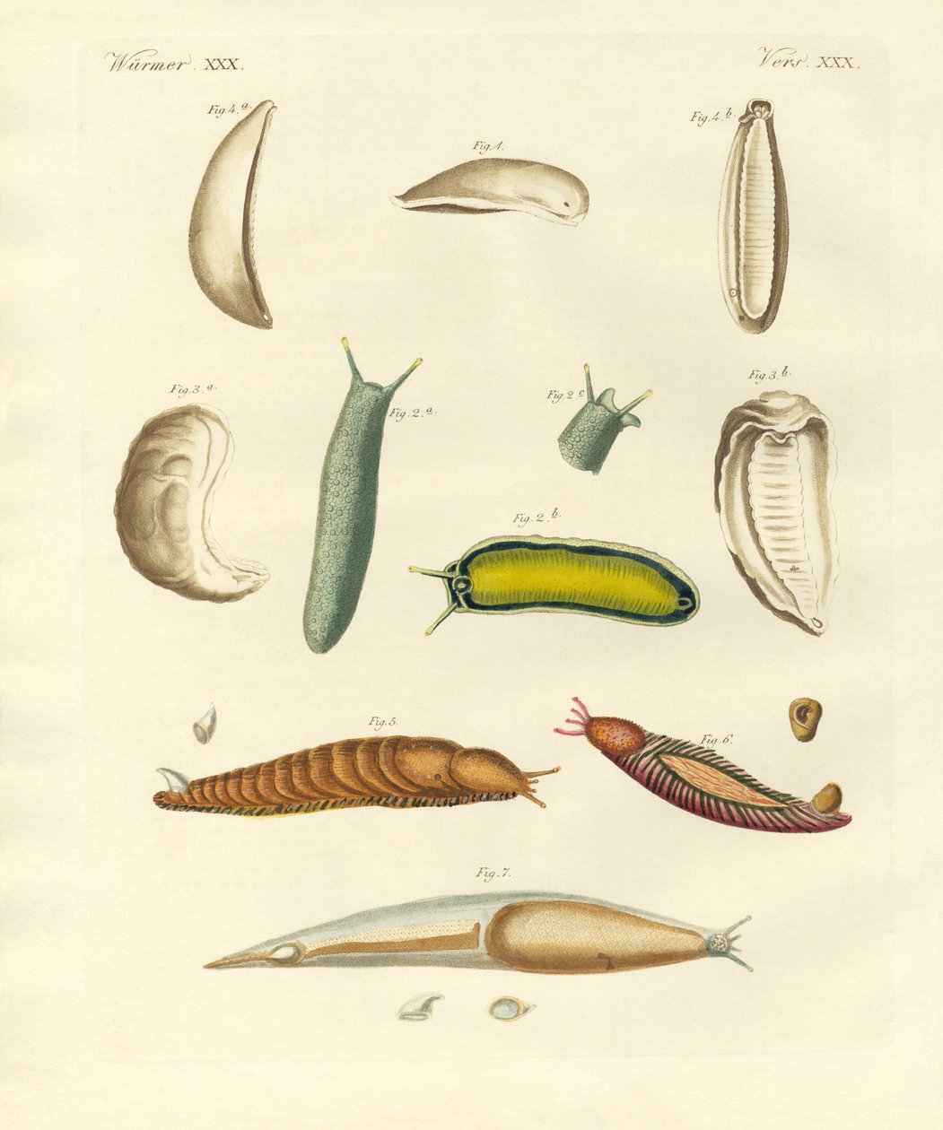 Étranges mollusques - German School