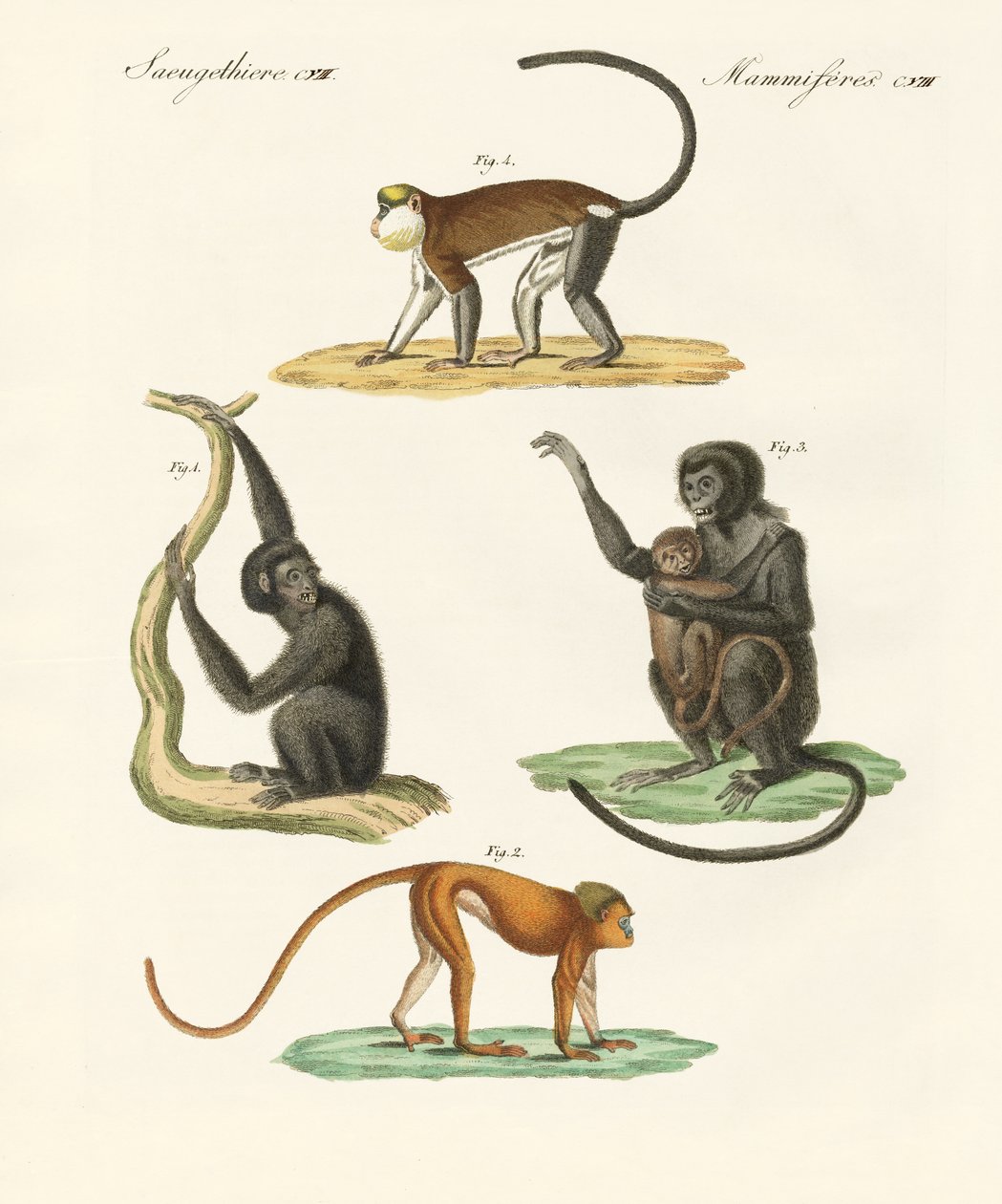 Étranges singes - German School