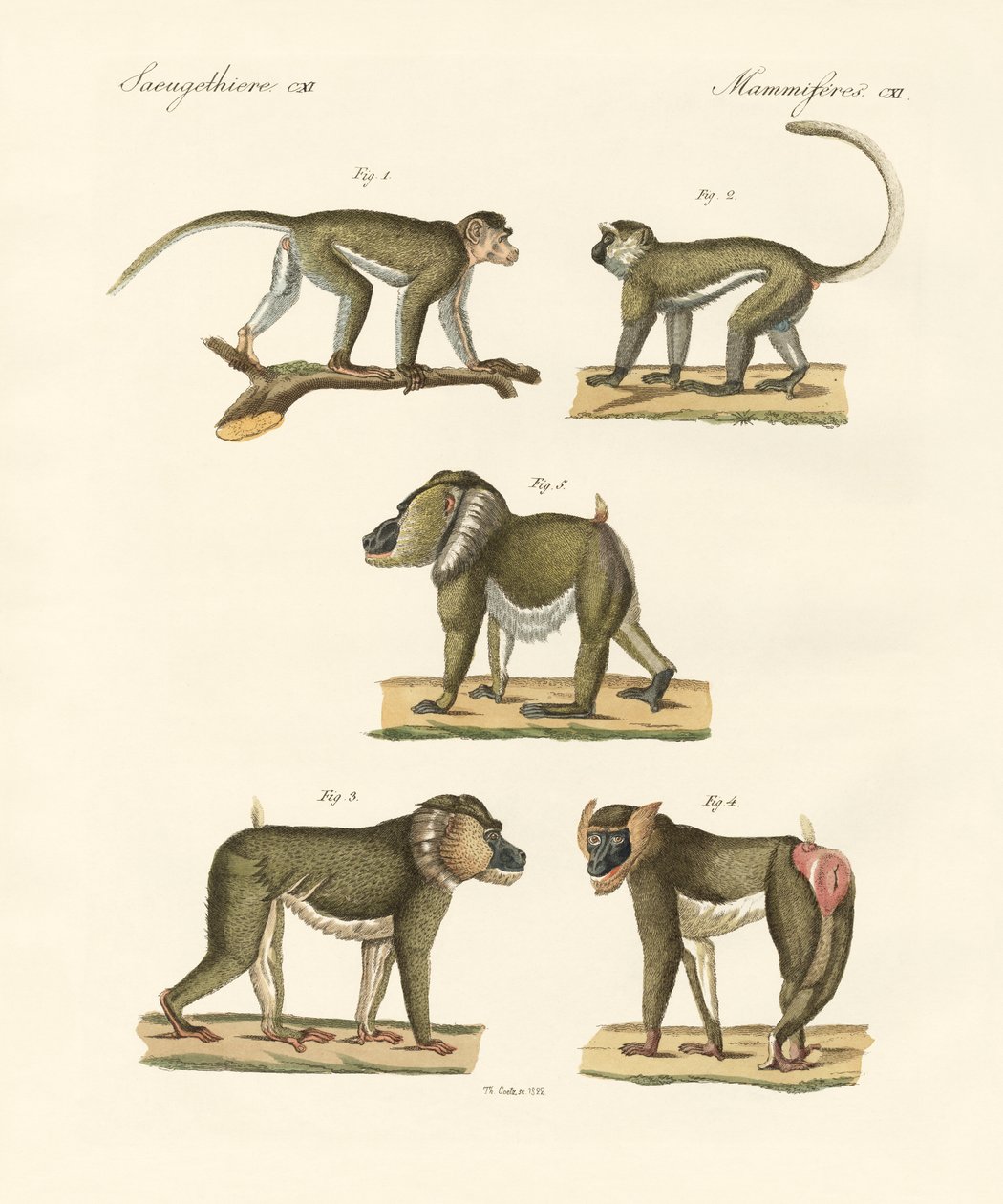 Singes étranges - German School