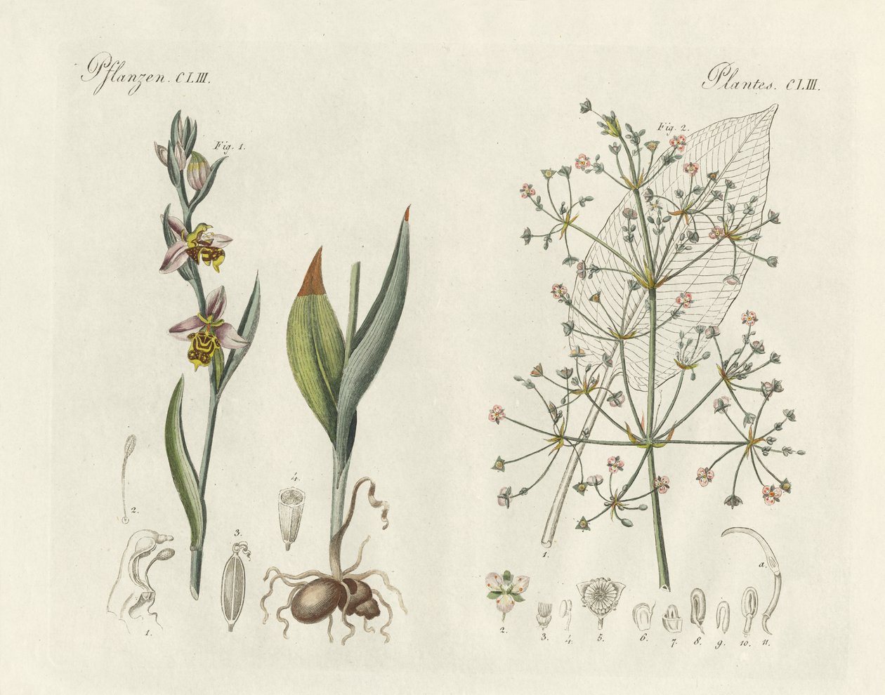 Étranges plantes (gravure en couleur) - German School