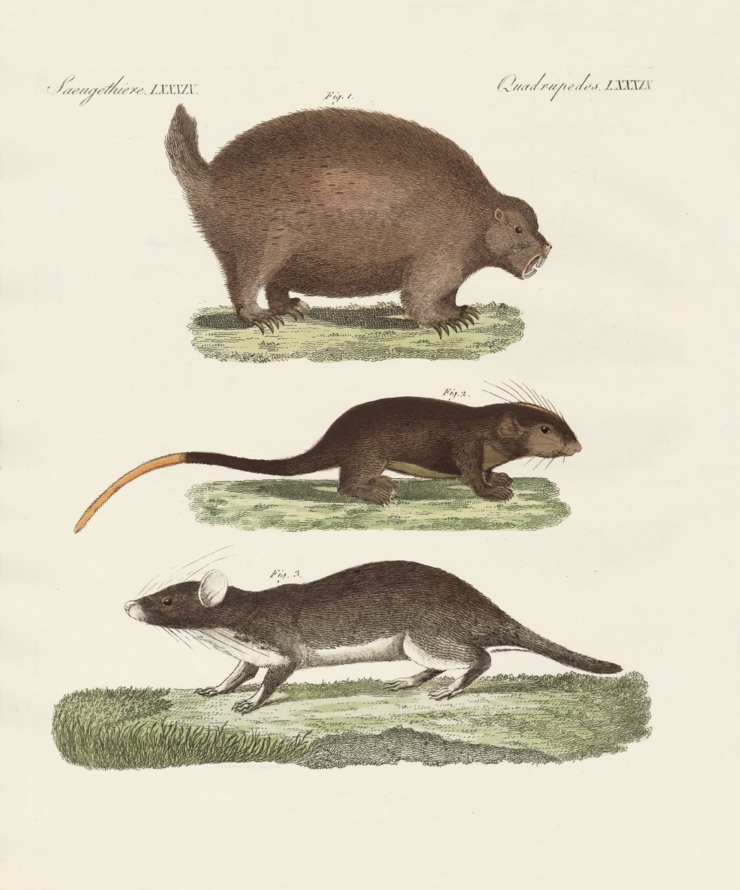 Animaux épineux étranges - German School