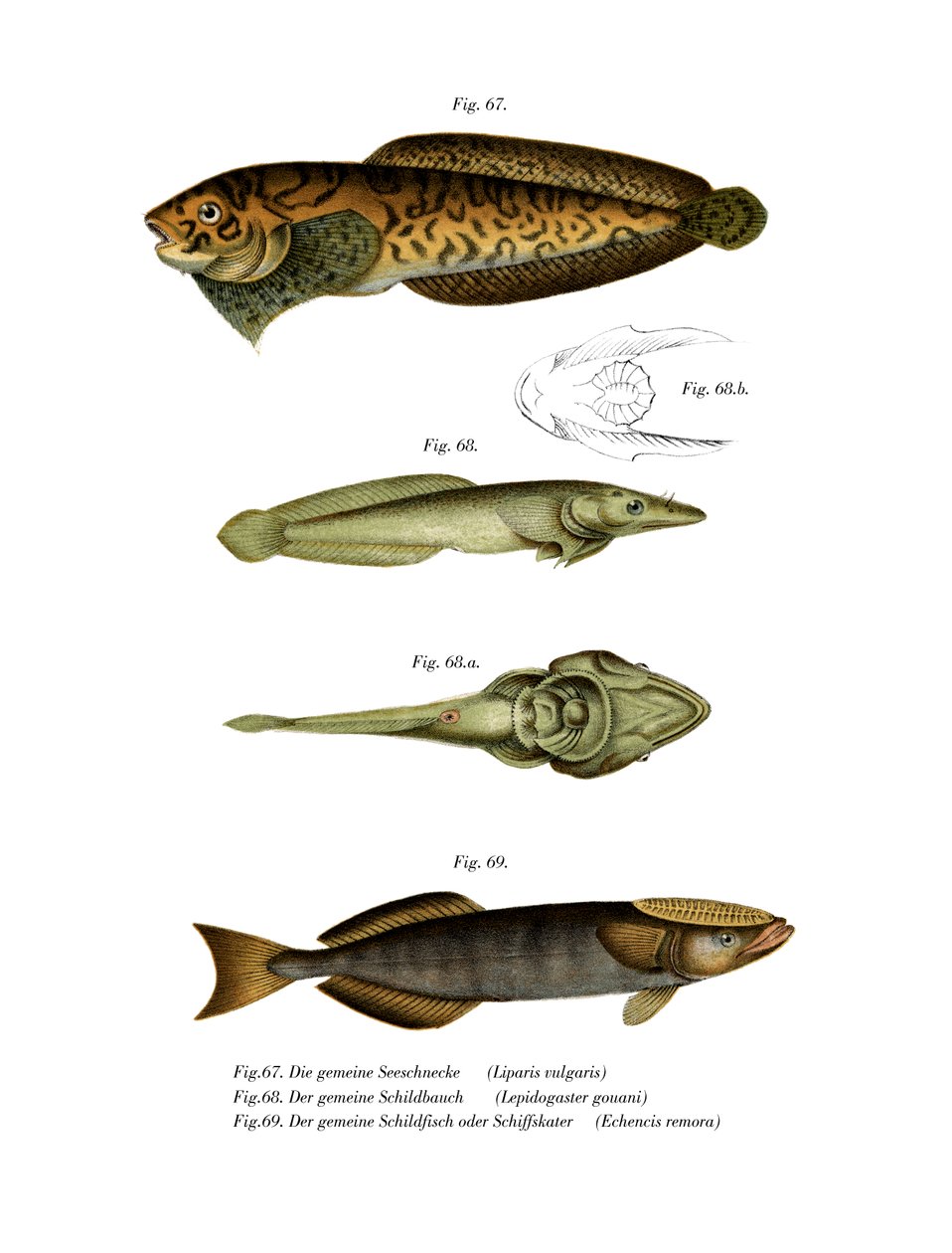 Escargot de mer rayé - German School