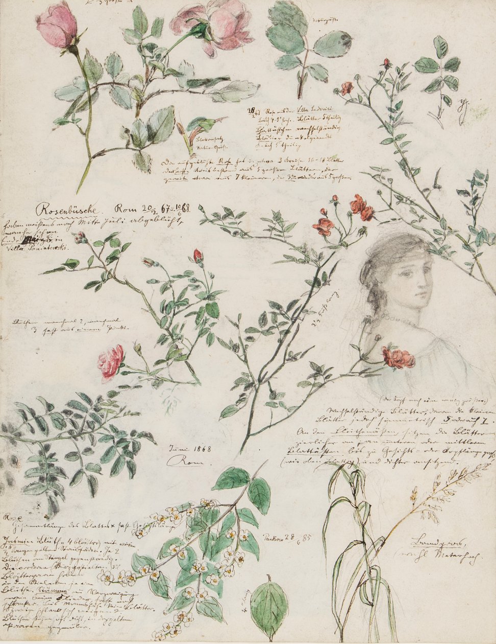 Études de plantes et de figures réalisées à Rome et à Pankow, Berlin - German School