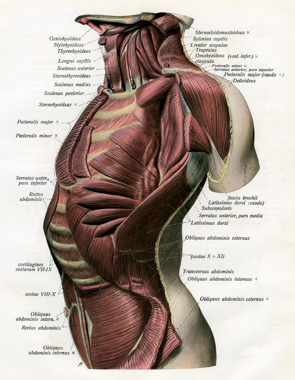 Étude des muscles du torse et du cou humain - German School