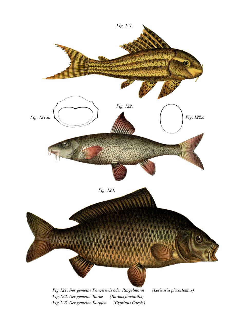 Poisson-chat à ventouse - German School