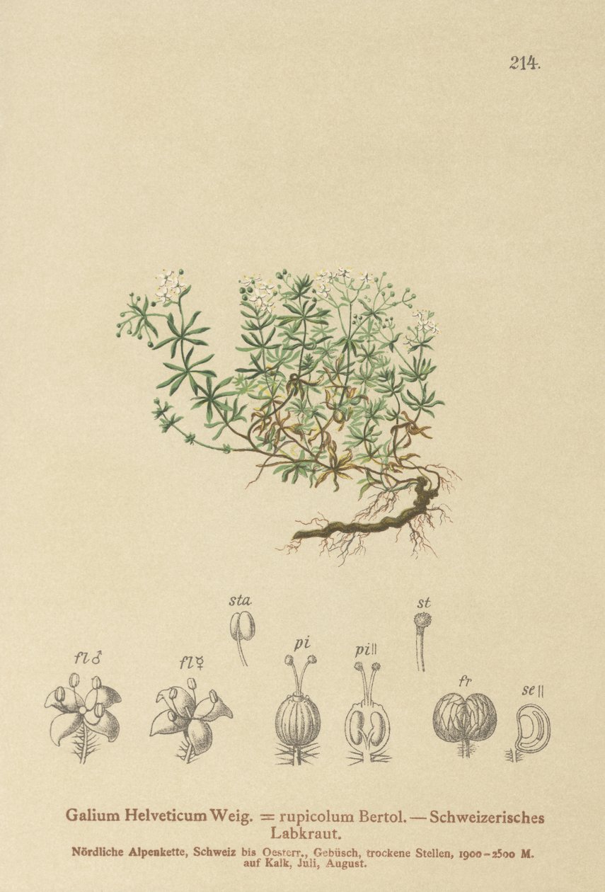 Gaillet suisse (Galium helveticum, Galium rupicolum, Galium megalospermum) - German School
