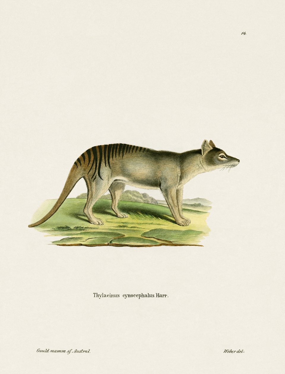 Tigre de Tasmanie - German School