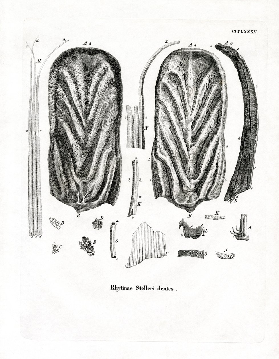 Dents de la vache marine de Steller - German School
