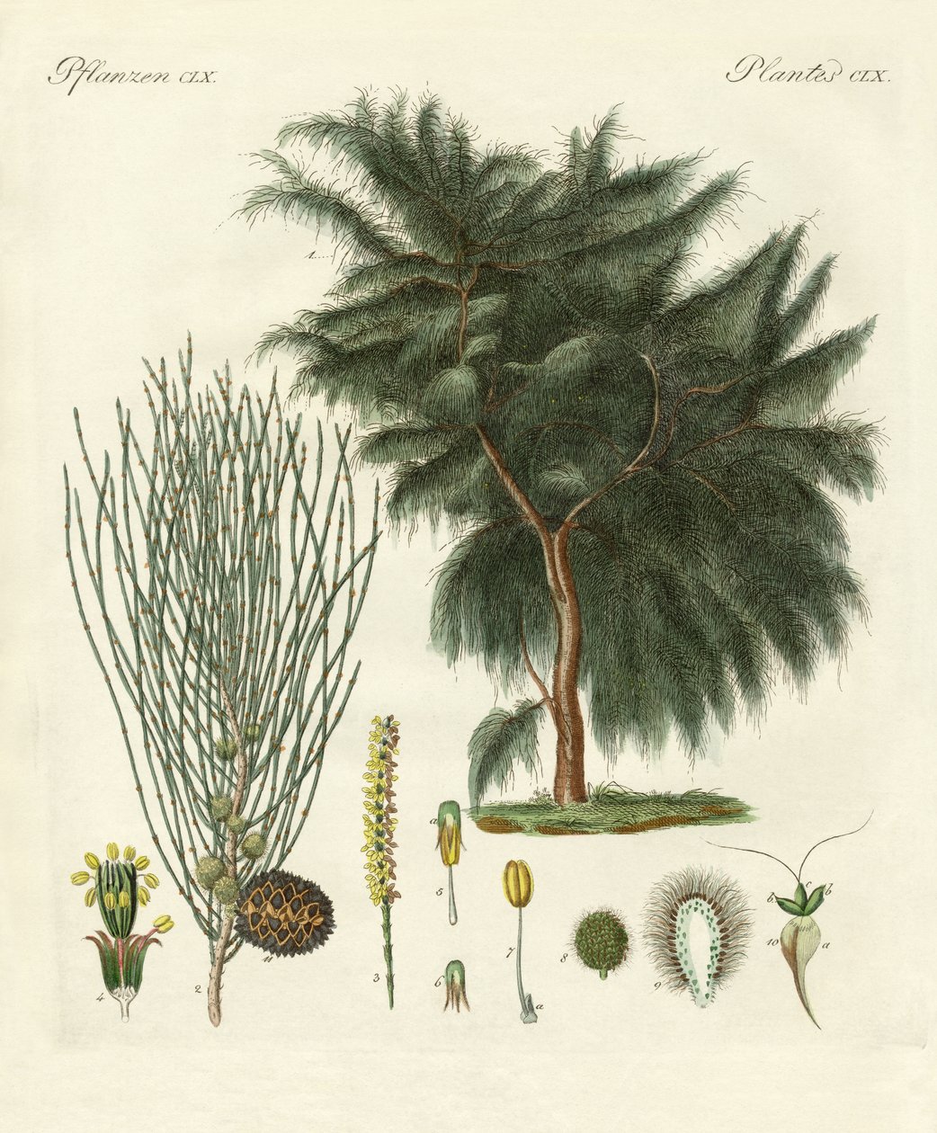 Le casuarina à quatre lobes - German School