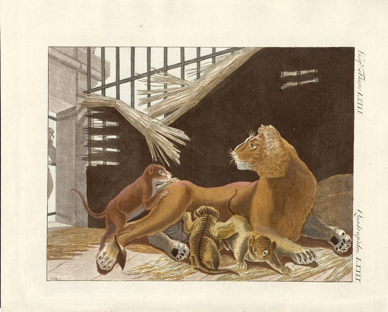 La lionne et ses petits - German School