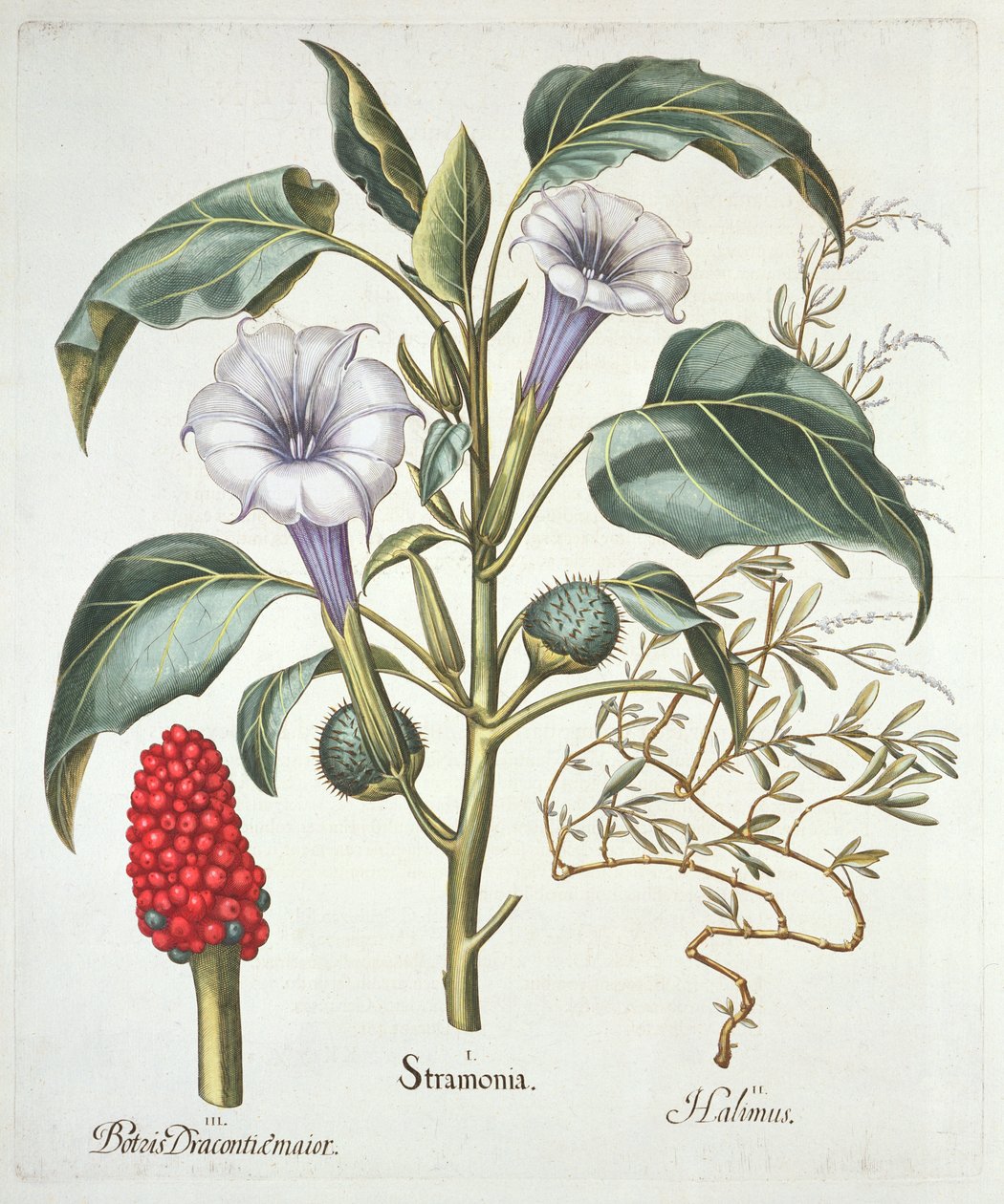 Datura, du Hortus Eystettensis par Basil Besler (1561-1629), pub. 1613 (gravure en couleur) - German School