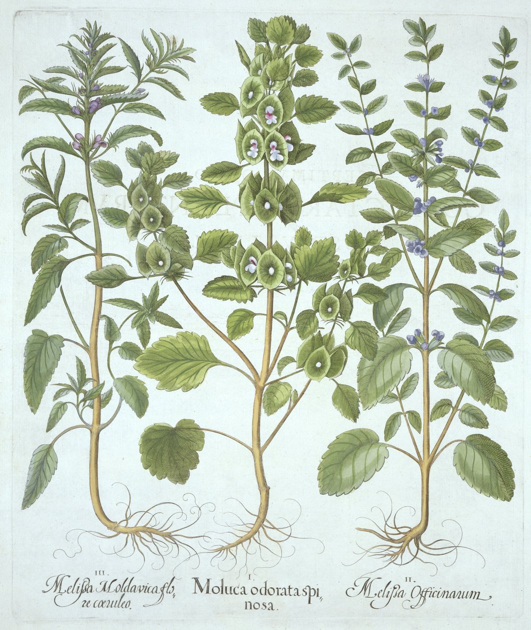 Trois types de mélisse, de Hortus Eystettensis, par Basil Besler (1561-1629), pub. 1613 - German School