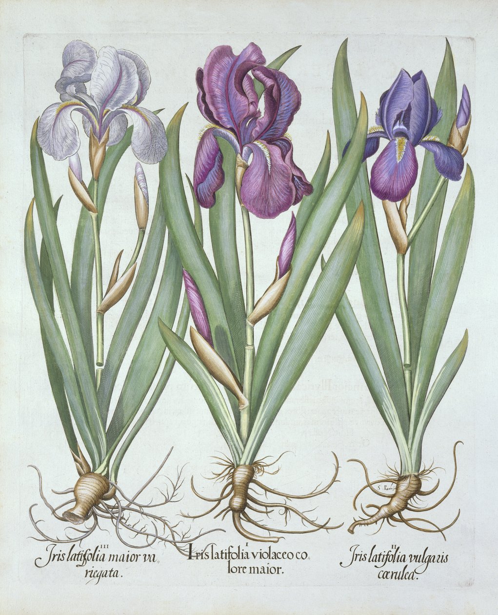 Trois variétés d