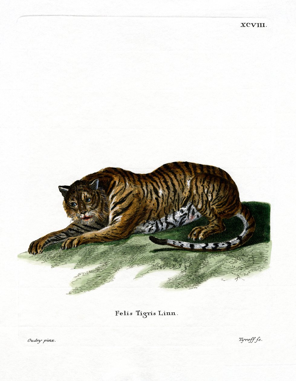 Tigre - German School