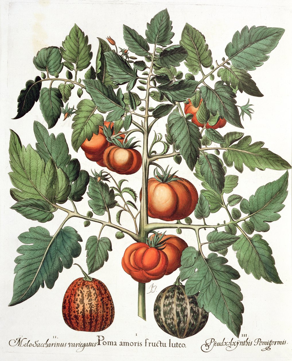 Tomates et melons, du Hortus Eystettensis par Basil Besler - German School