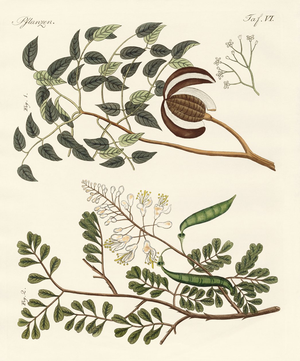 Arbres des pays chauds - German School