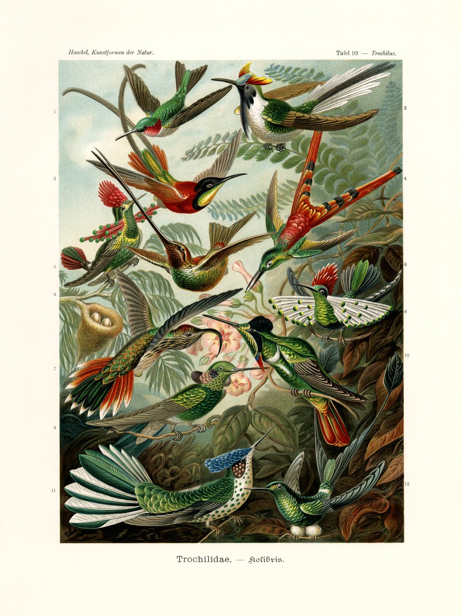 Trochilidae - German School