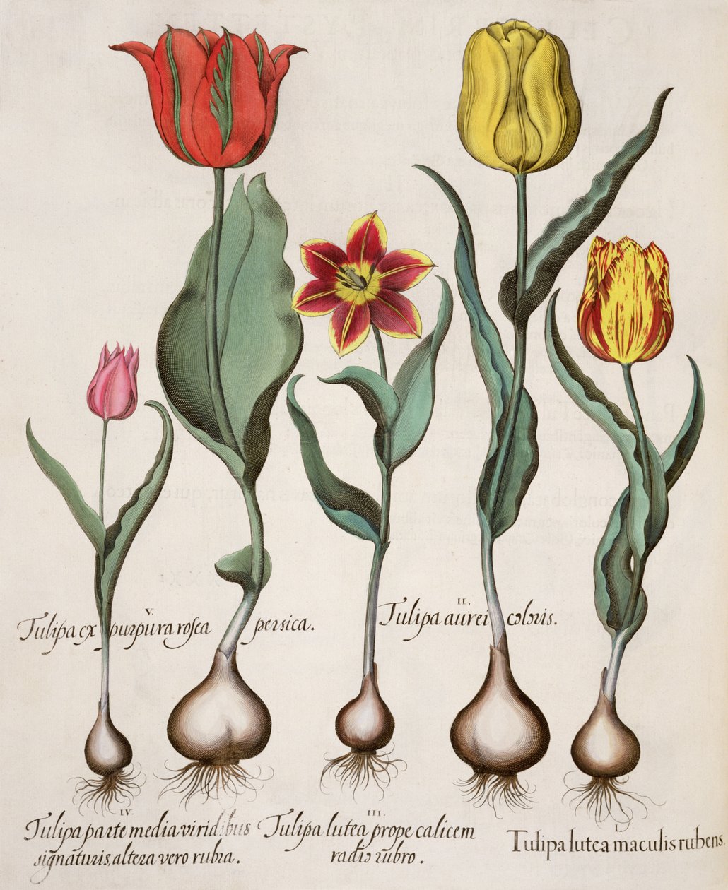 Tulipes : 1.Tulipa lutea maculis rubens ; 2.Tulipa aurei coloris ; 3.Tulipa lutea prope calicem radis rubro ; 4.Tulipa parte media viridibus signaturis, altera vero rubia ; 5.Tulipa cx purpura rosea persica - German School