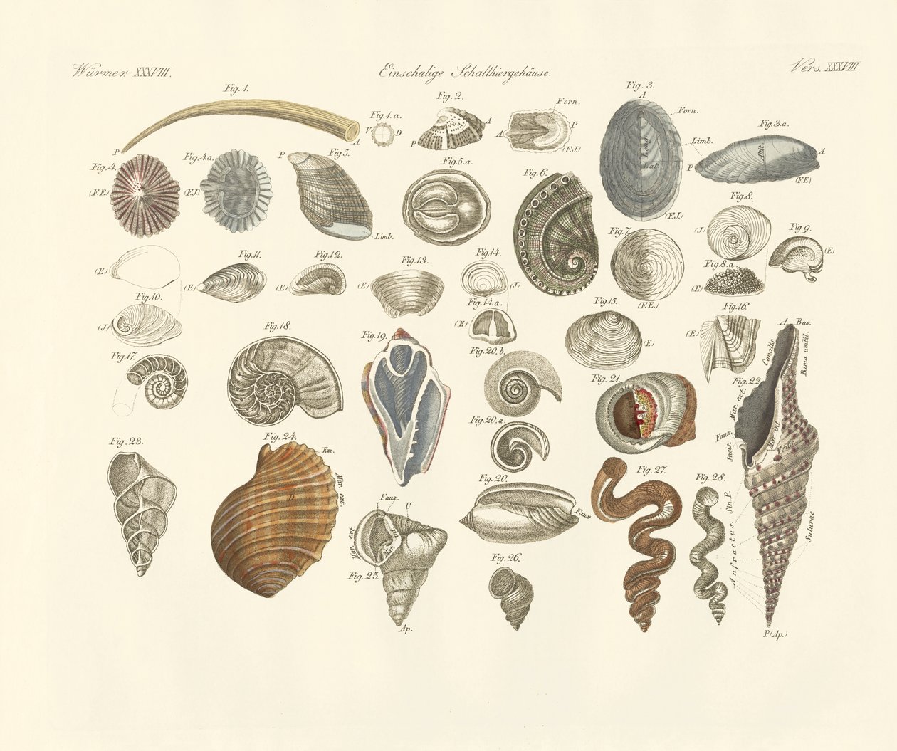 Animaux univalves ou coquilles de vers - German School