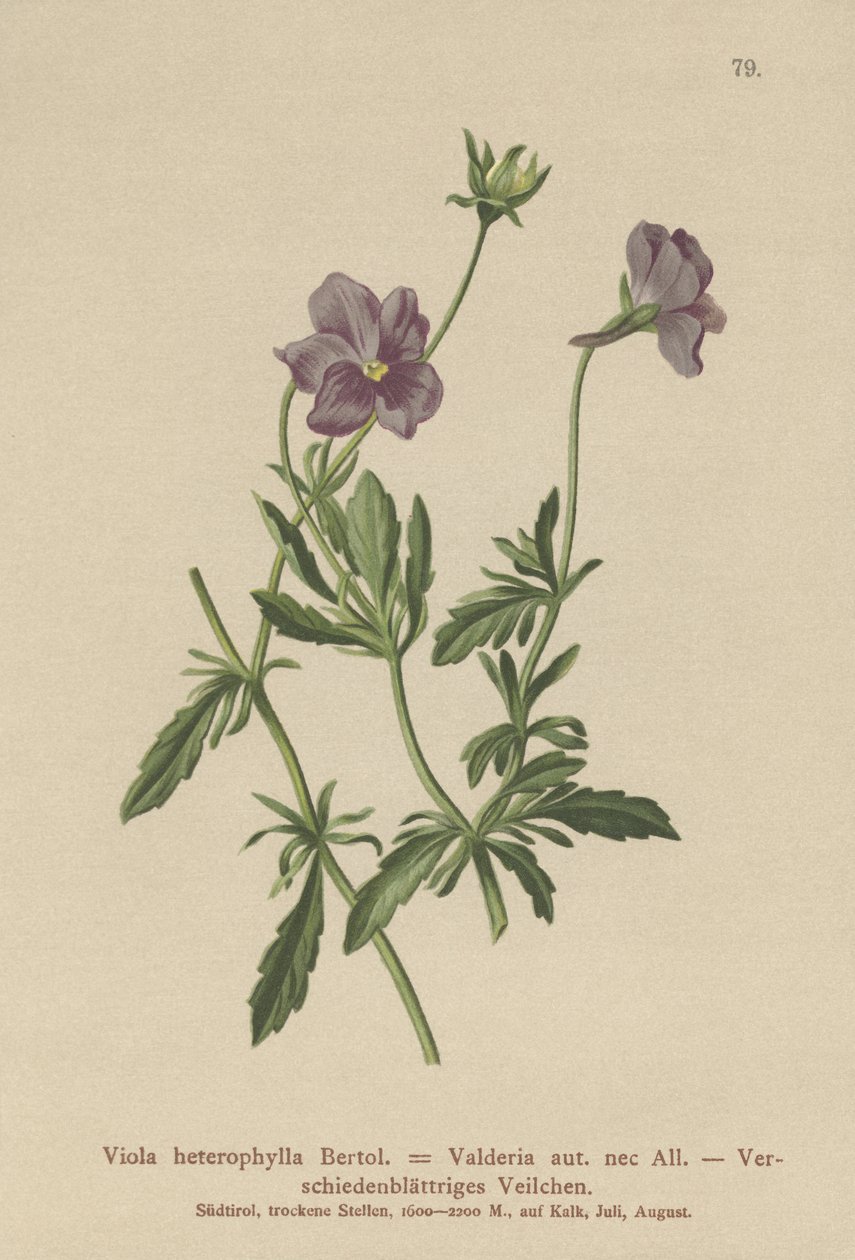 Violette de Valderia (Viola heterophylla, Viola Valderia) - German School