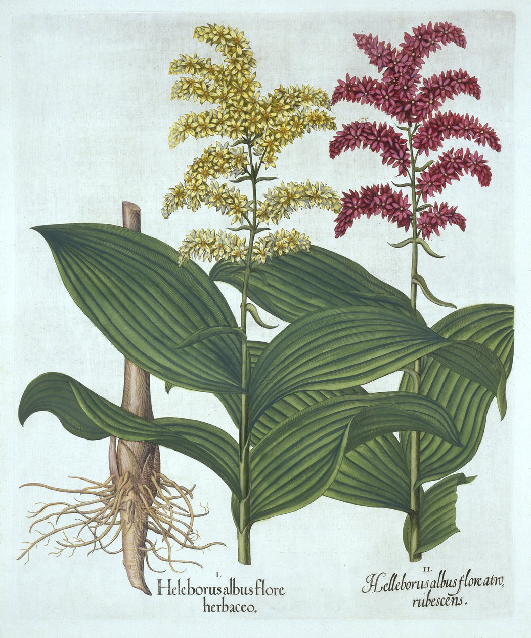 Vératre, de "Hortus Eystettensis", par Basil Besler - German School