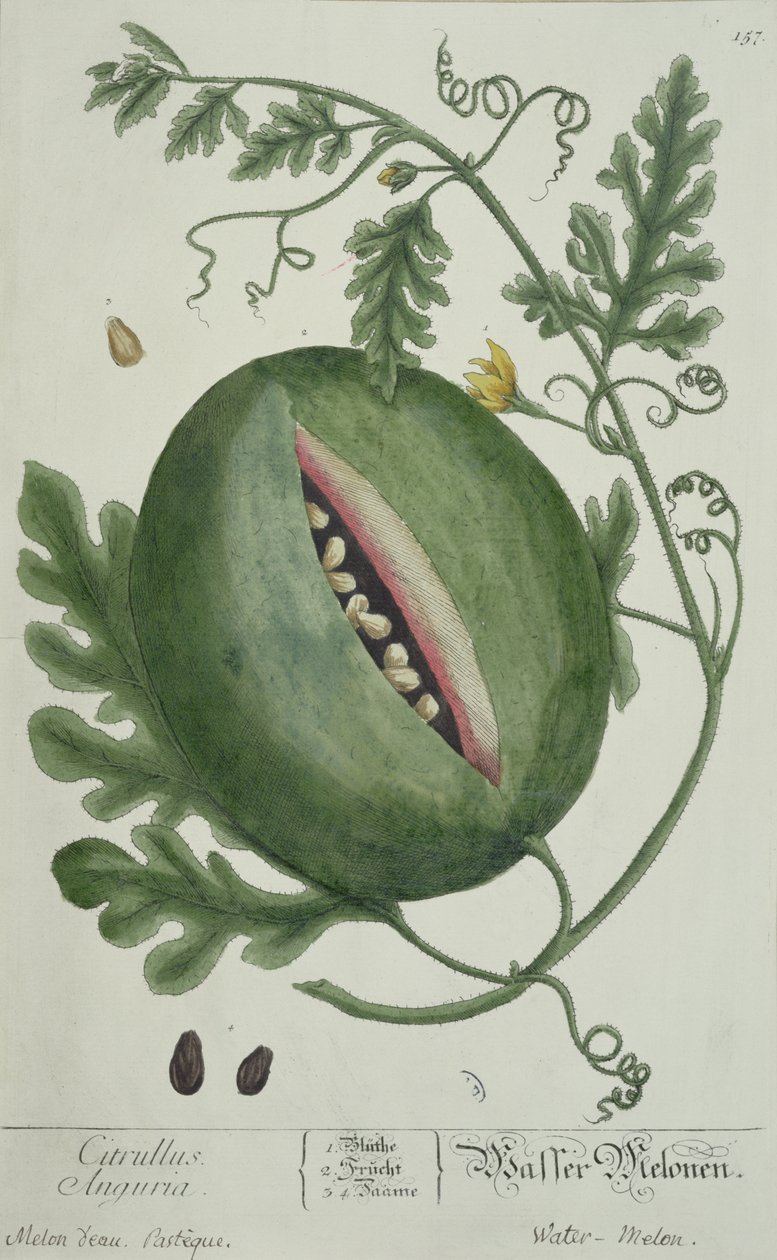 Pastèque, d