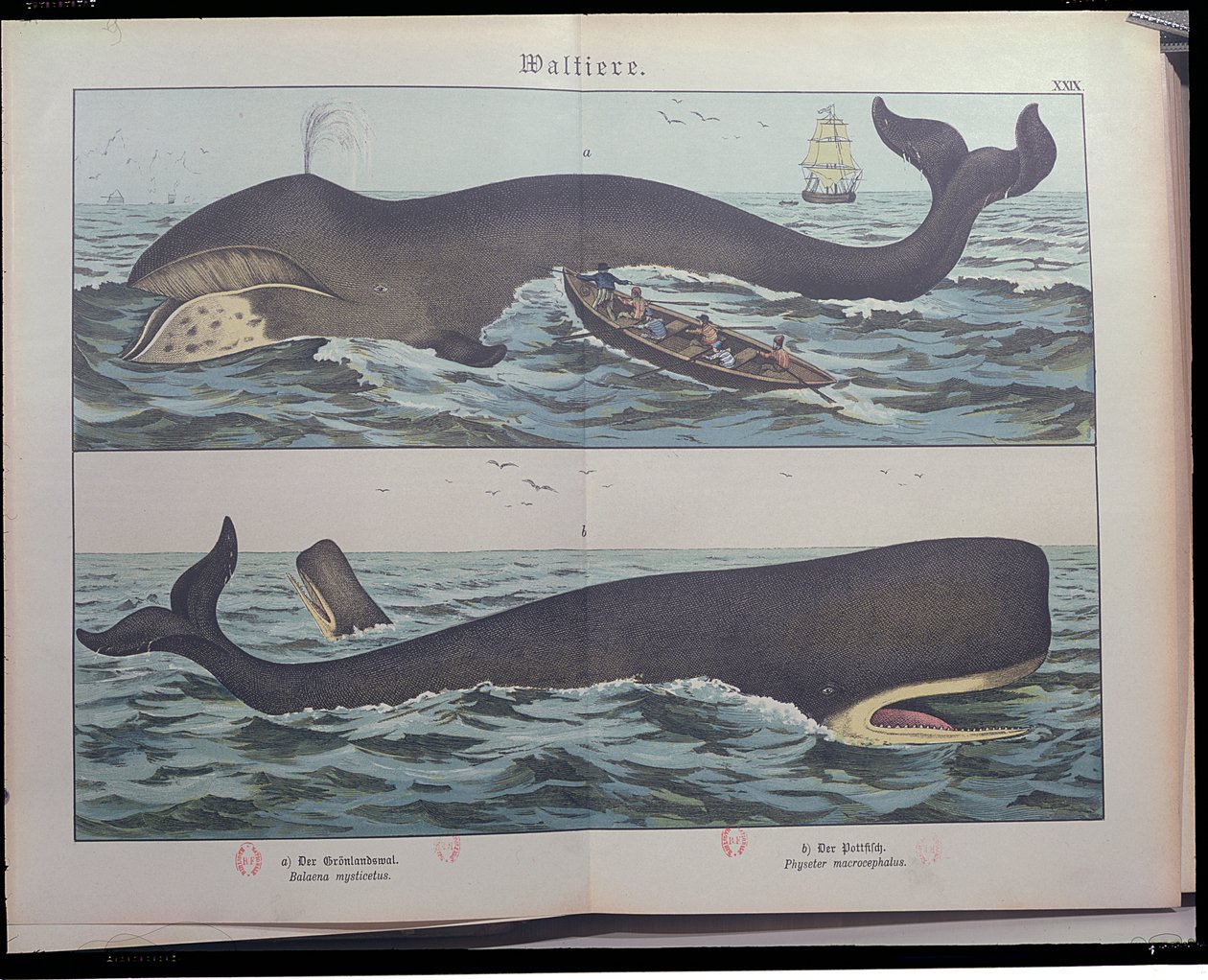 Chasse à la baleine et cachalot, de Histoire naturelle des mammifères (1861) par Gotthelf Heinrich von Schubert (1780-1860), publié à Stuttgart, 1886 - German School