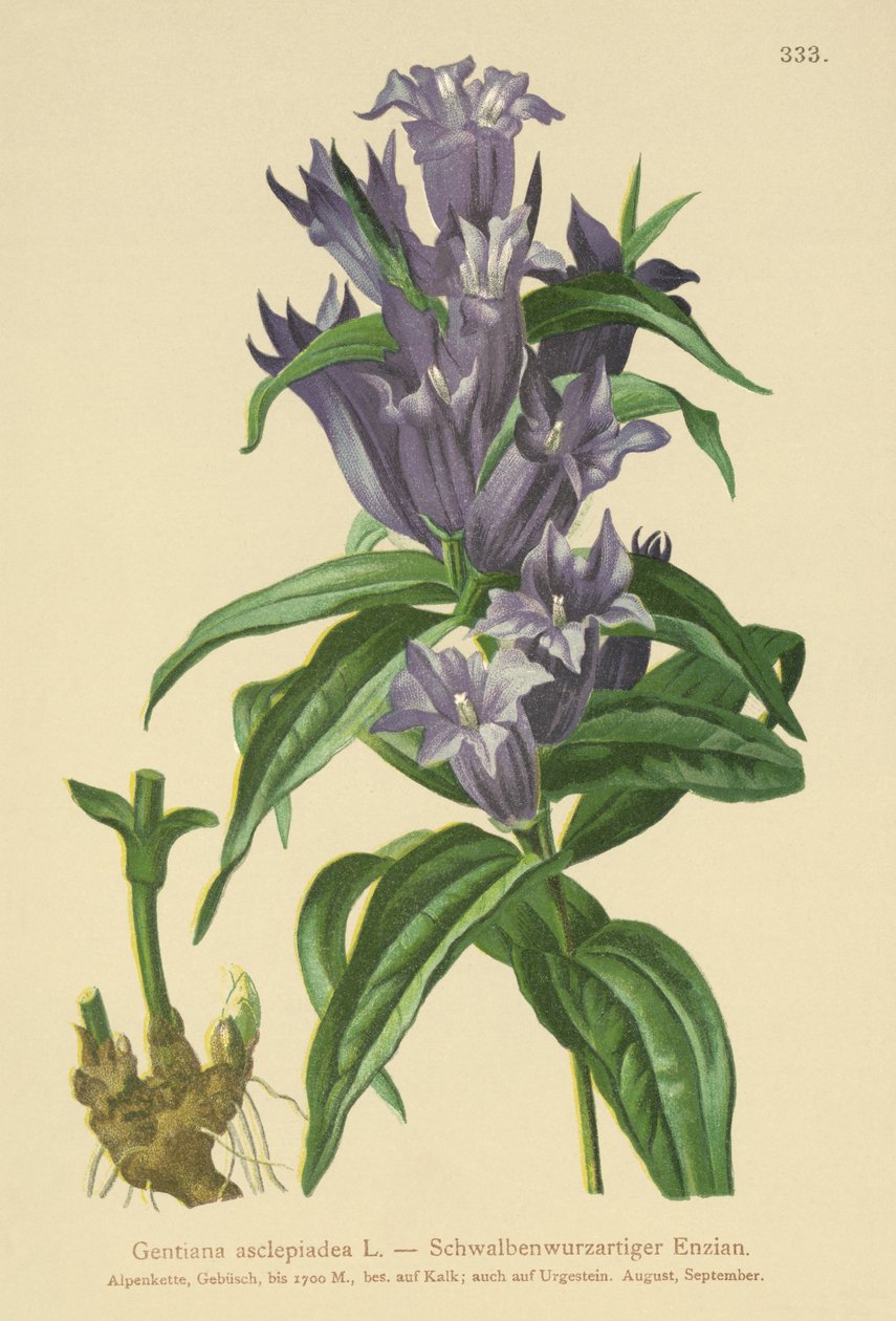Gentiane asclépiade (Gentiana asclepiadea) - German School