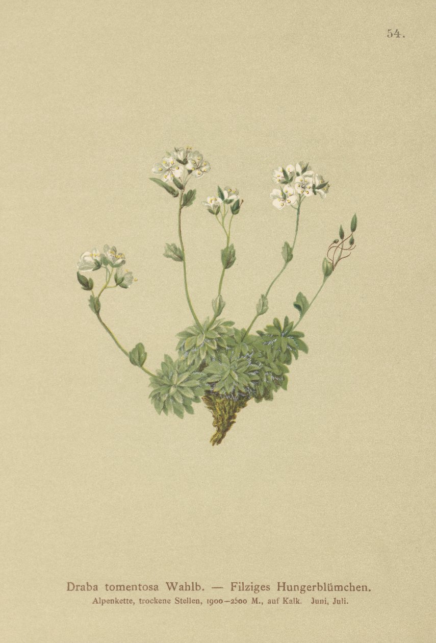 Drave laineuse (Draba tomentosa) - German School