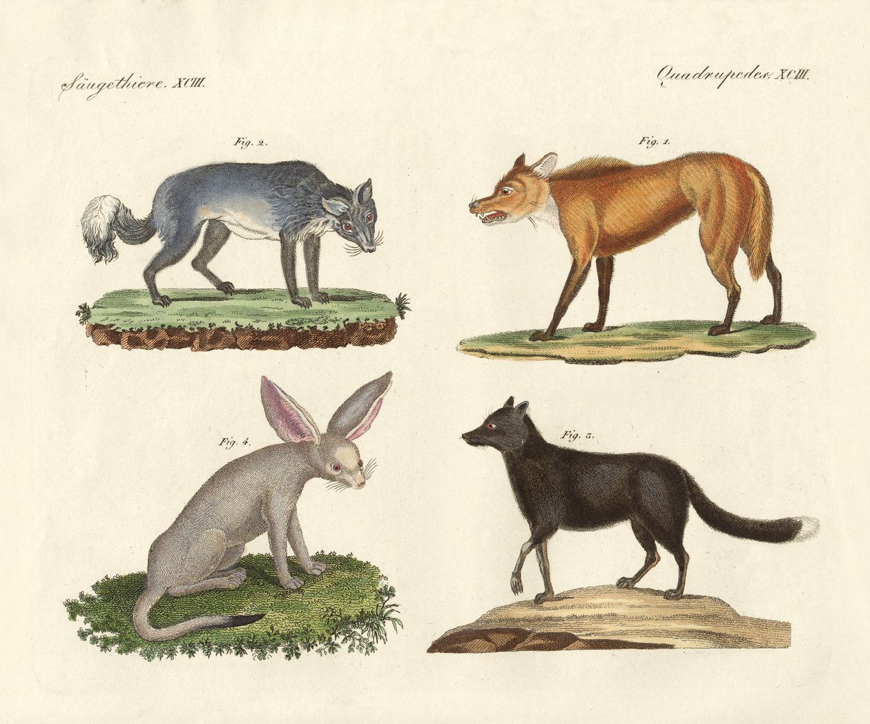 Loups et renards - German School