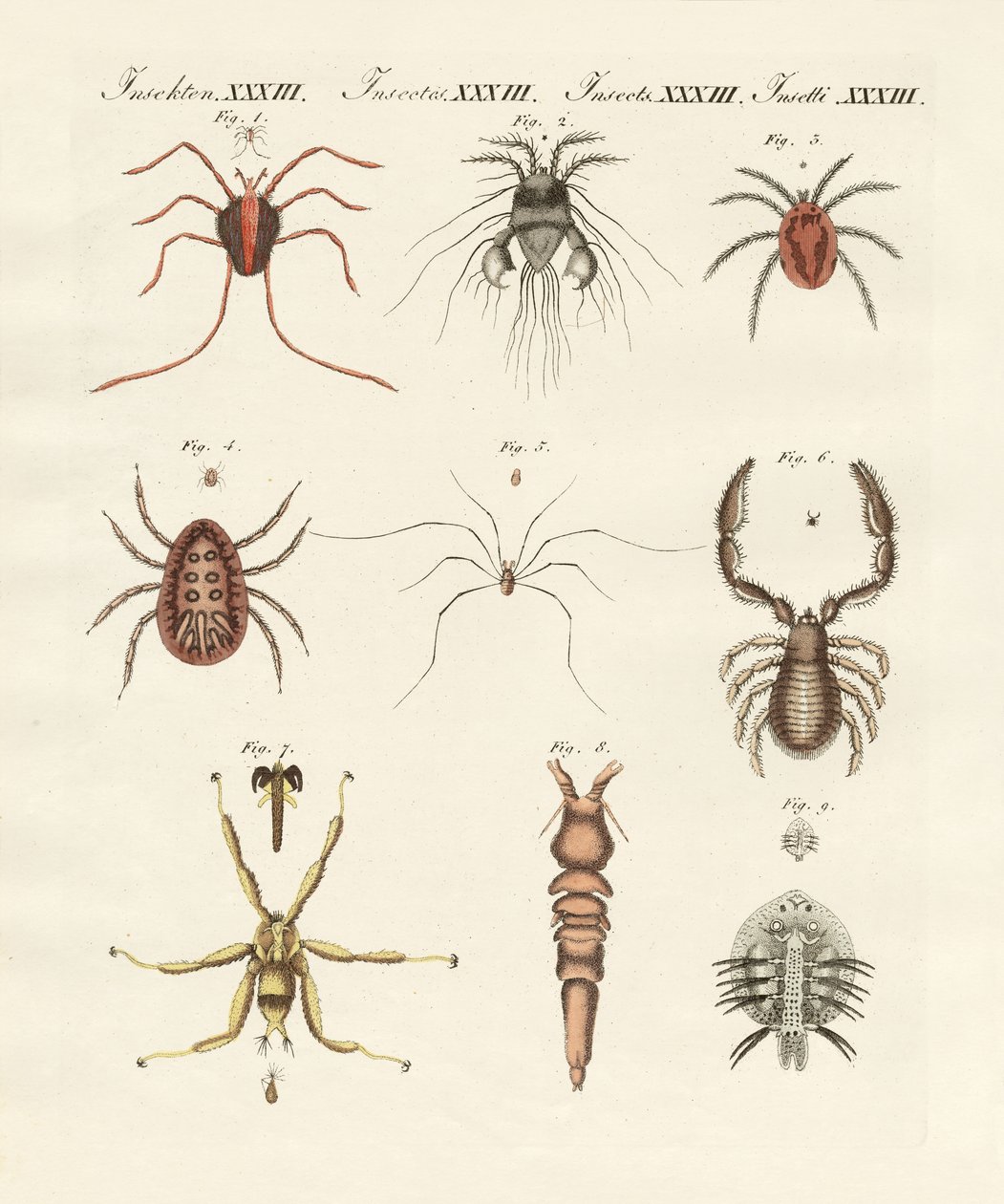 Insectes merveilleux - German School