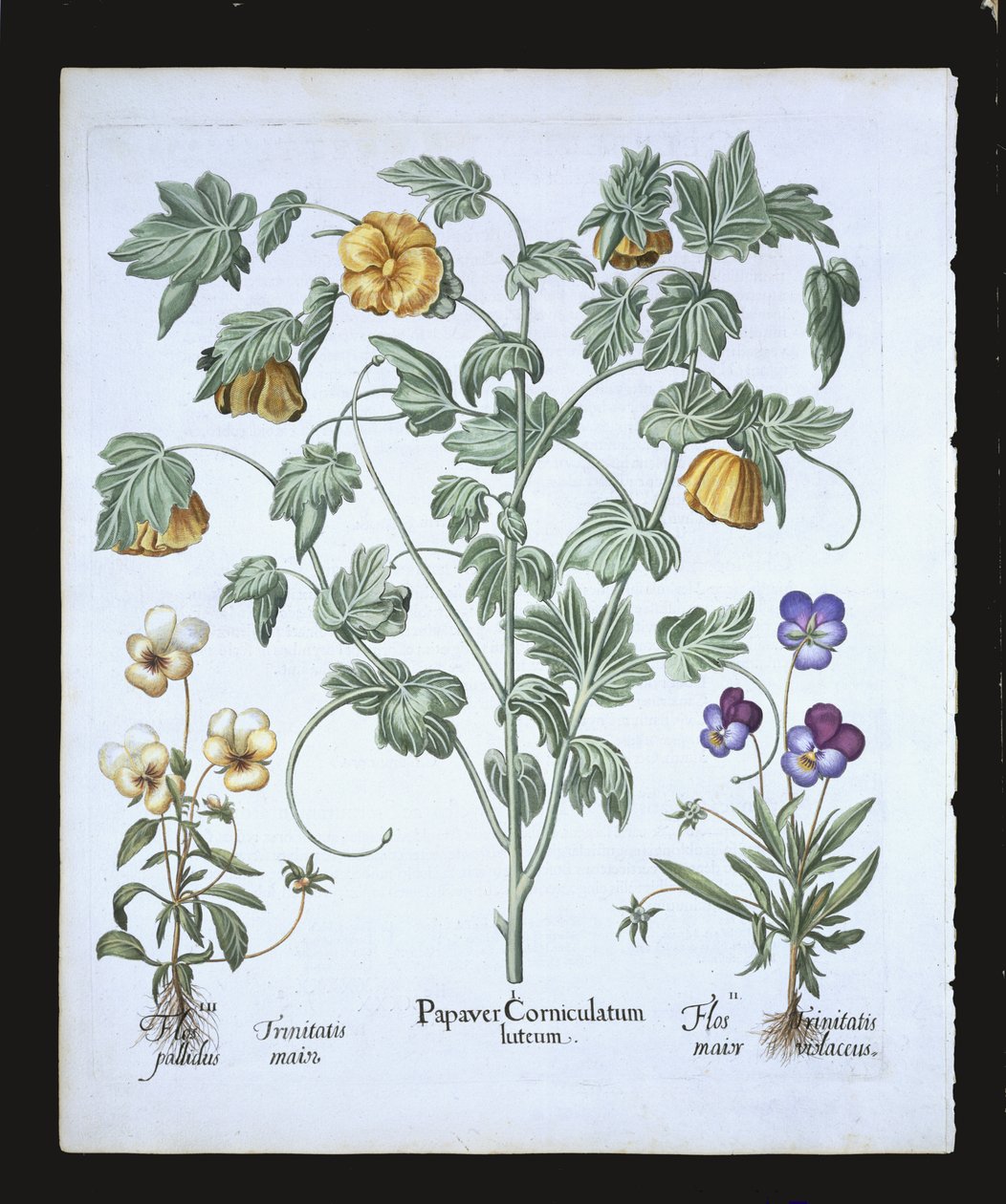 Pavot cornu jaune, du Hortus Eystettensis par Basil Besler (1561-1629), pub. 1613 (gravure en couleur) - German School