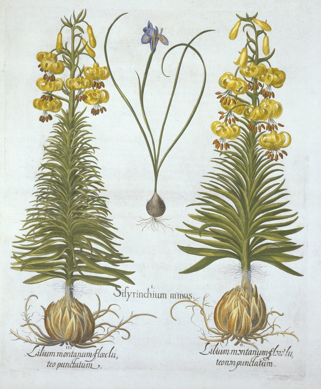 Lis martagon jaune avec bulbe et herbe aux yeux bleus nains, de Hortus Eystettensis, par Basil Besler (1561-1629), pub. 1613 - German School
