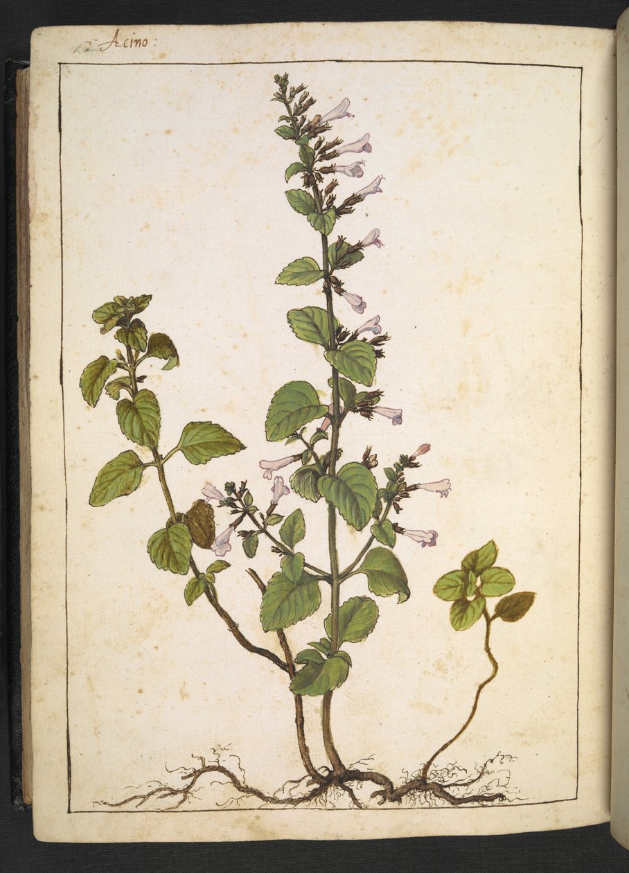 Acinos, Clinopodium : Plante ligneuse vivace aux fleurs tubulaires, de 