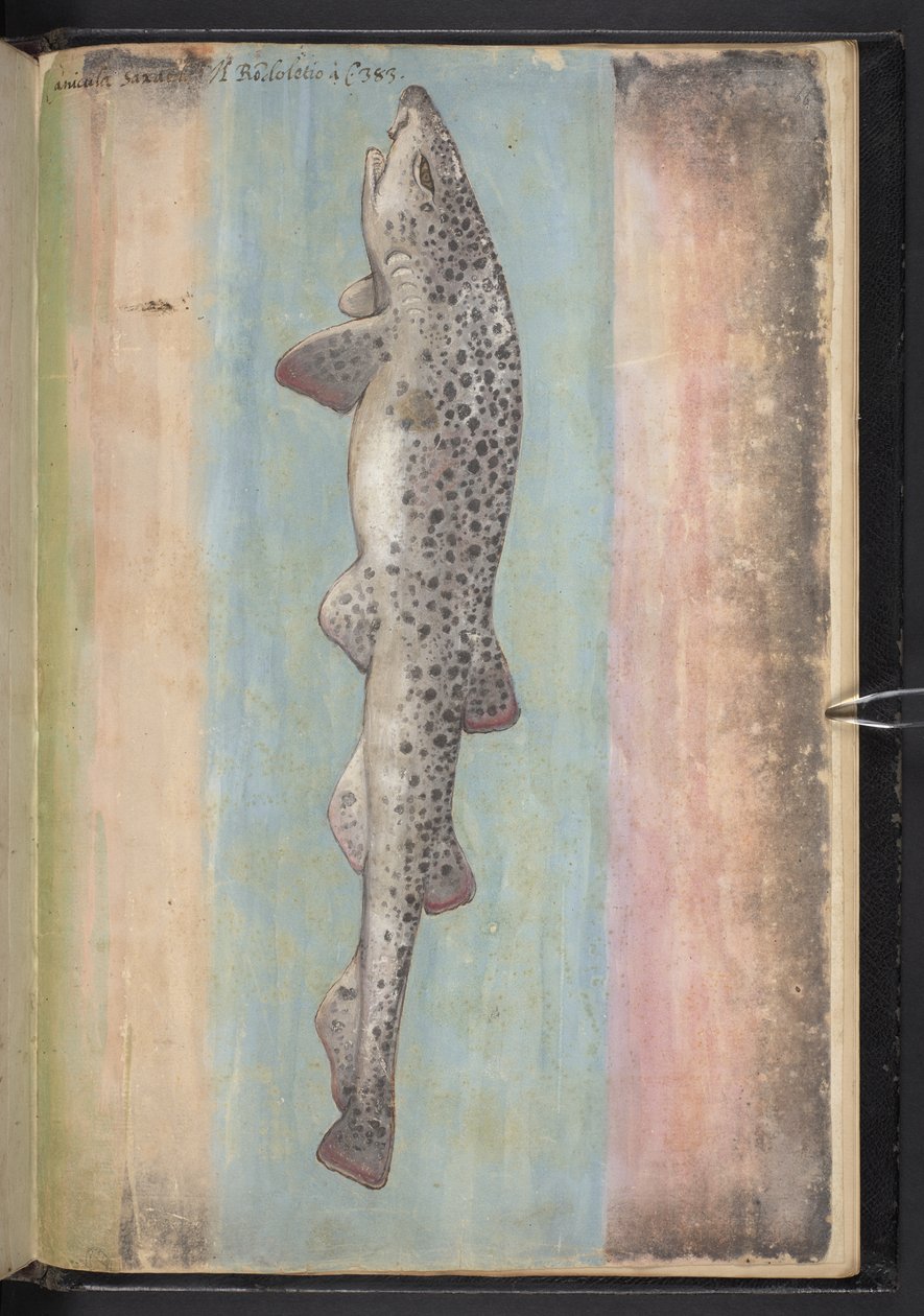 Poisson, de 