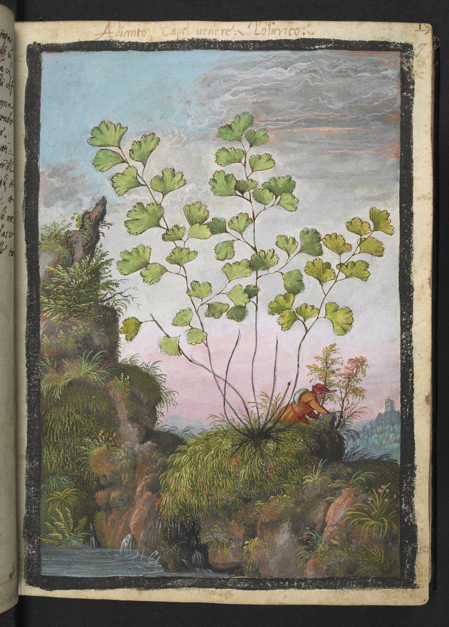 Adiantum capillus-veneris, de "Peintures de la flore des États romains" par Gherardo Cibo - Gherardo Cibo