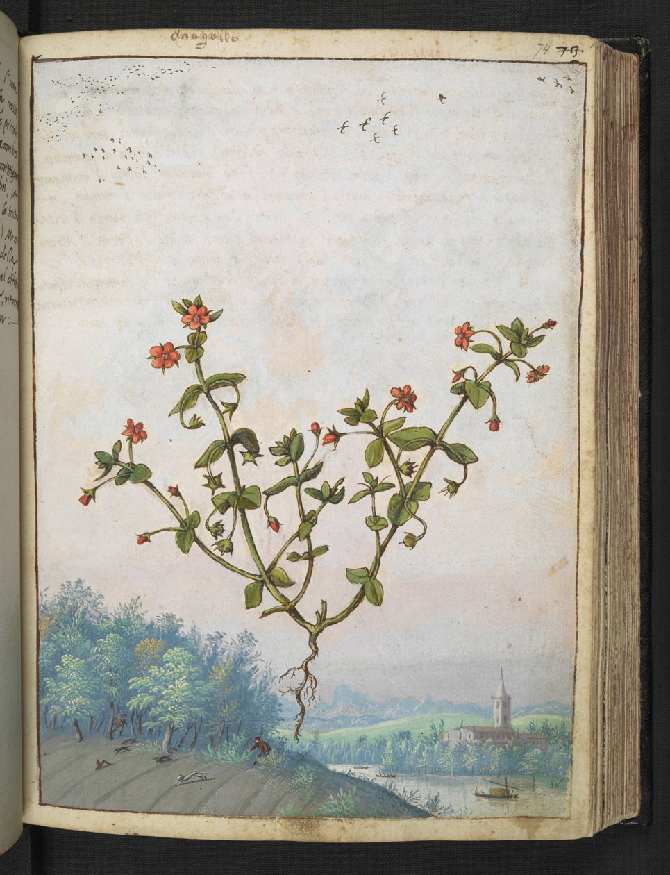 Anagalis arvensis: Une plante avec des fleurs rouges, de 