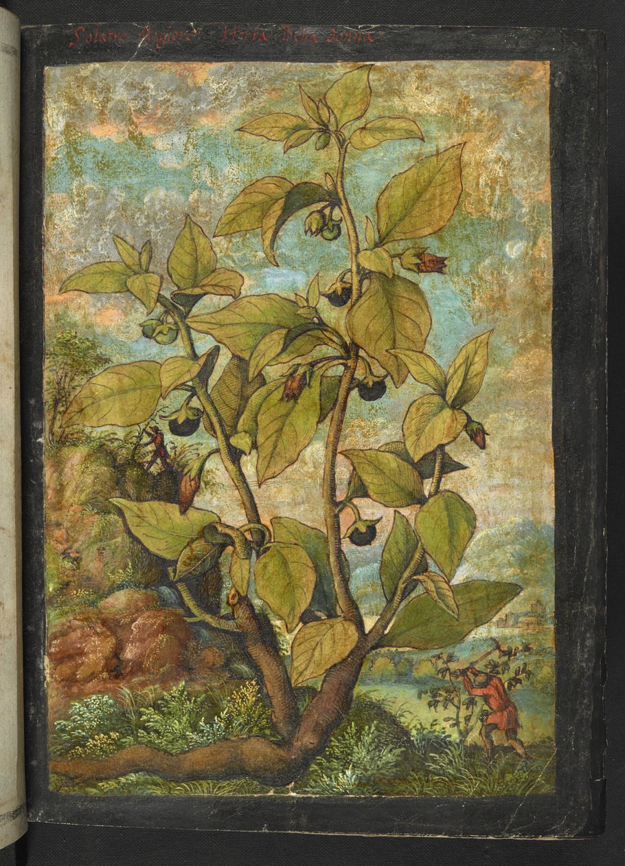 Atropa belladonna, de "Paintings of Flora of the Roman States" par Gherardo Cibo - Gherardo Cibo