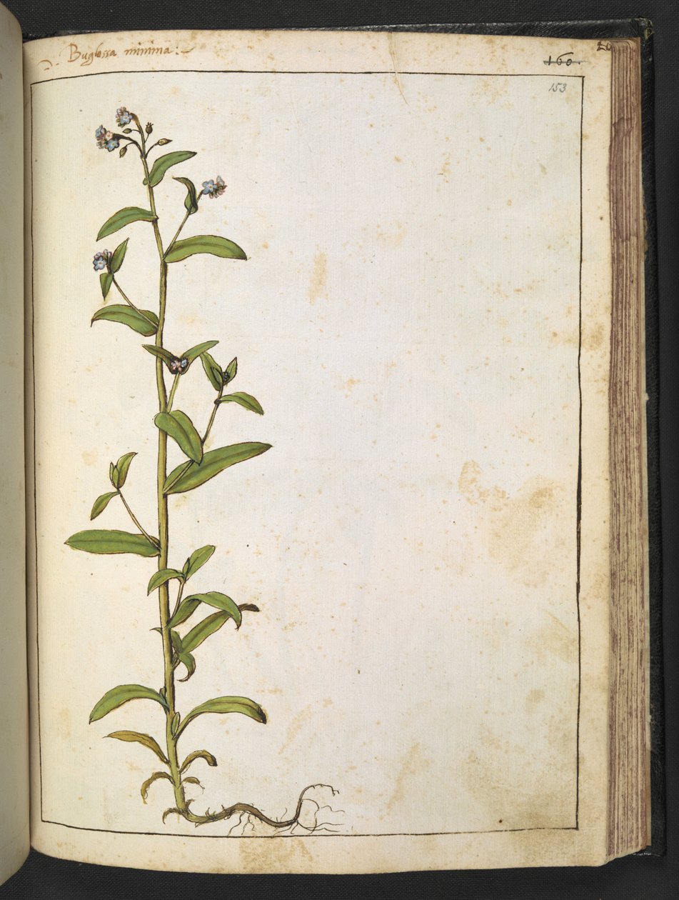 Buglossa, Anchusa azurea (Loddon Royalist), de 