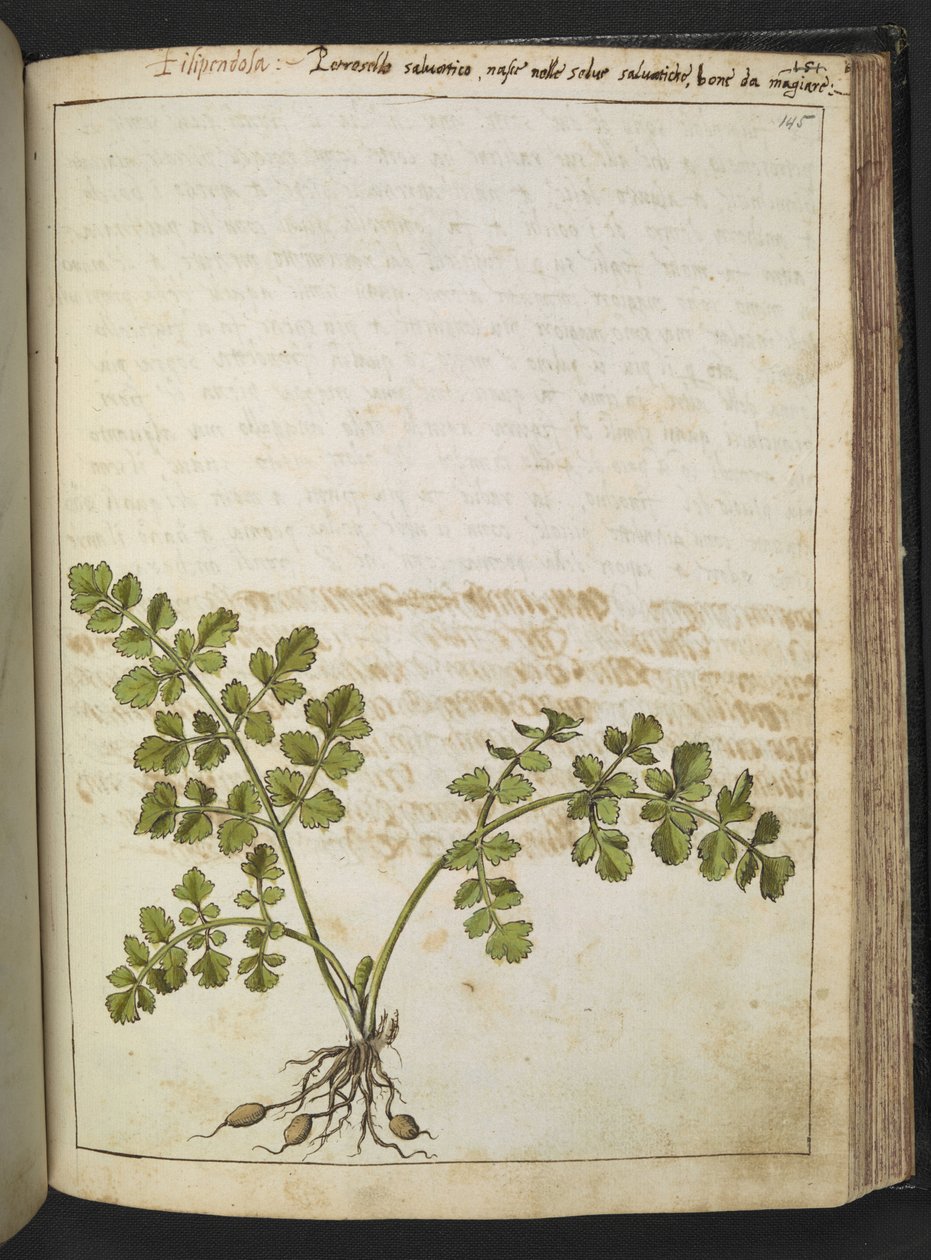Filipendula, de "Peintures de la flore des États romains" par Gherardo Cibo, Add MS 22333, f145r, c.1564-84 - Gherardo Cibo