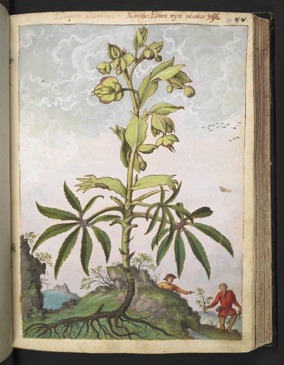 Helleborus foetidus, de "Paintings of Flora of the Roman States" par Gherardo Cibo - Gherardo Cibo