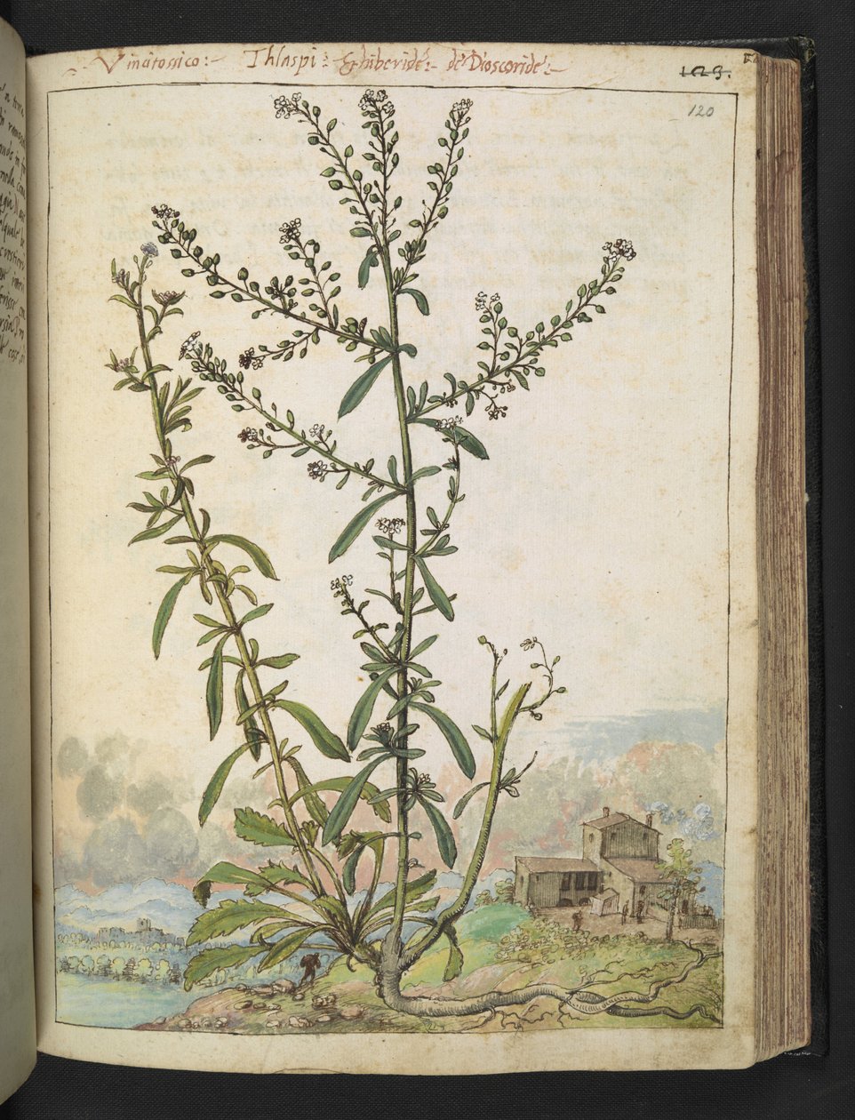 Lepidium graminifolium, de 