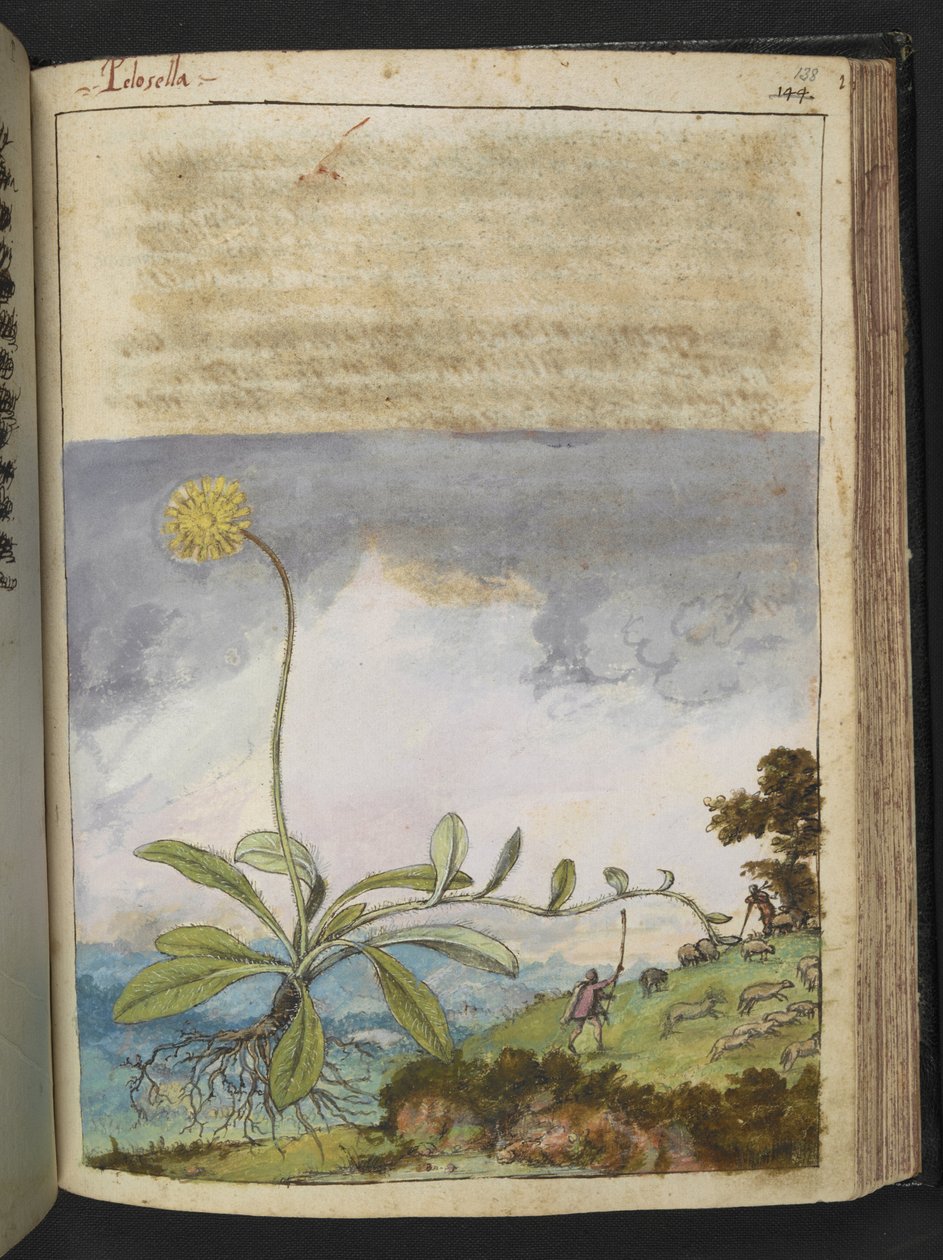 Pilosella officinarum, de 