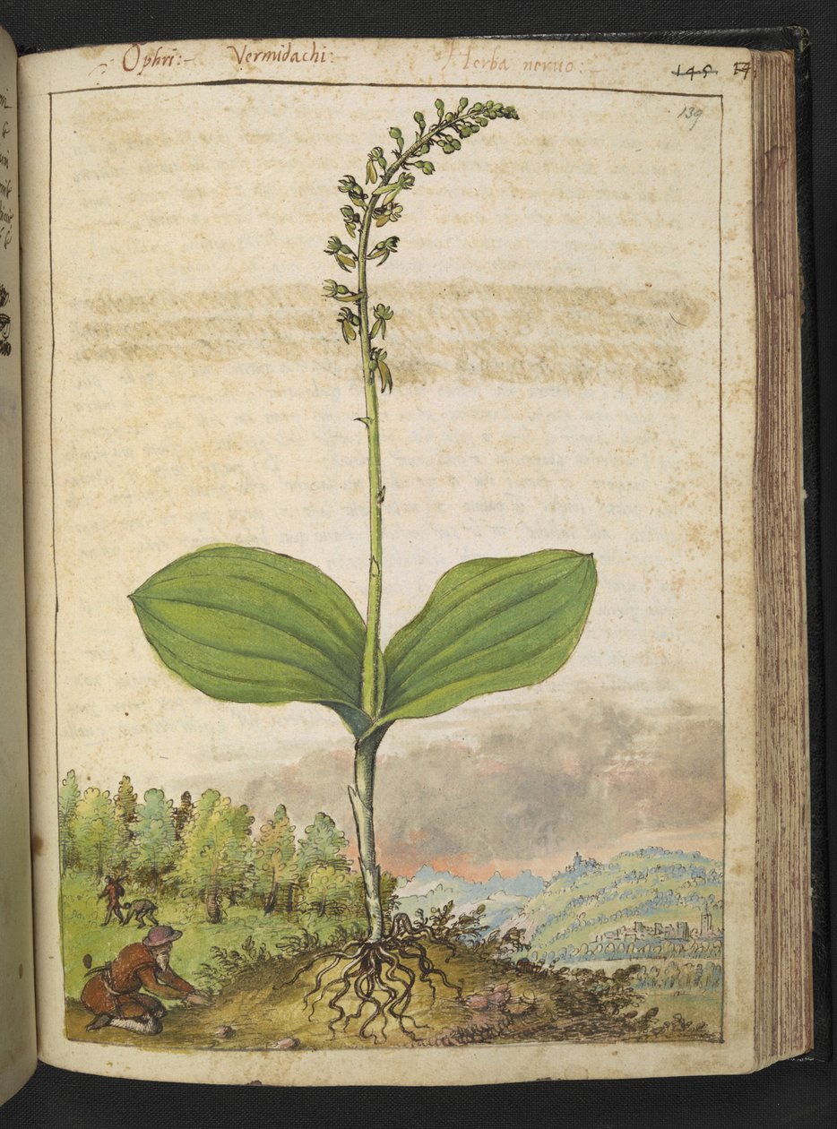 Possiblement Ophrys apifera (orchidée abeille), de "Peintures de la flore des États romains" par Gherardo Cibo - Gherardo Cibo