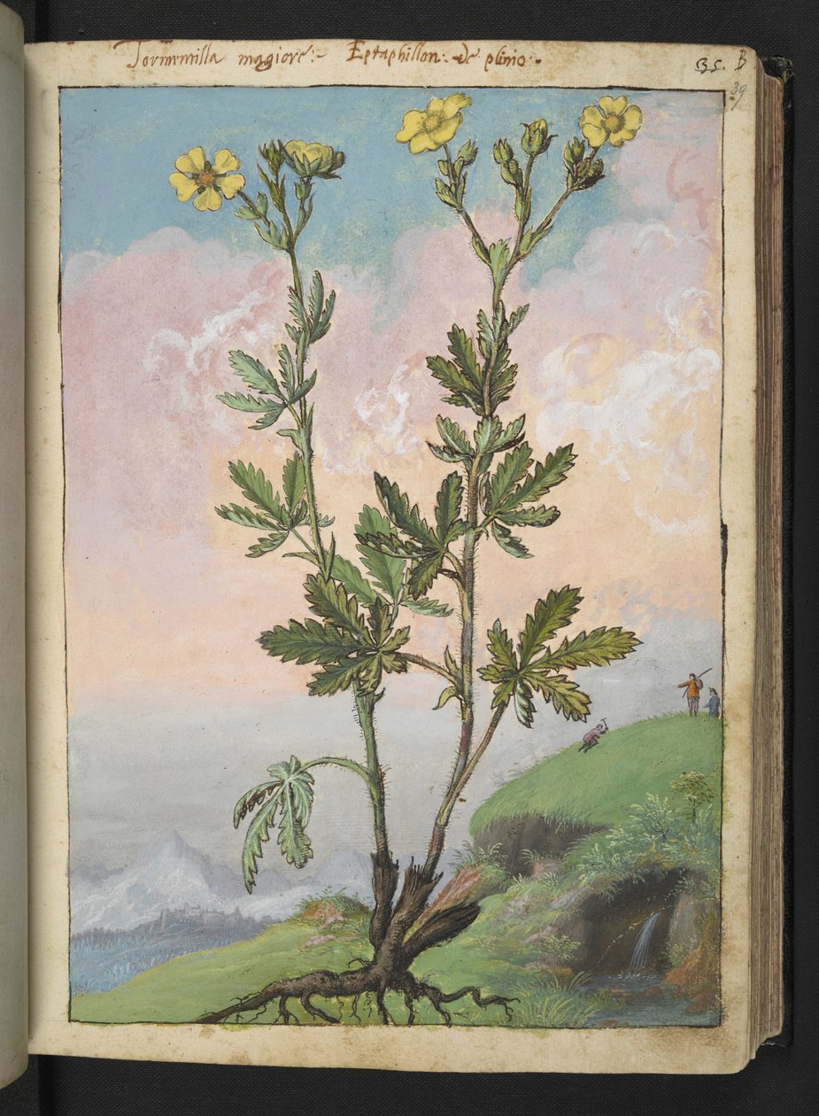 Potentilla recta: Une plante avec des fleurs jaunes, de "Paintings of Flora of the Roman States" par Gherardo Cibo - Gherardo Cibo