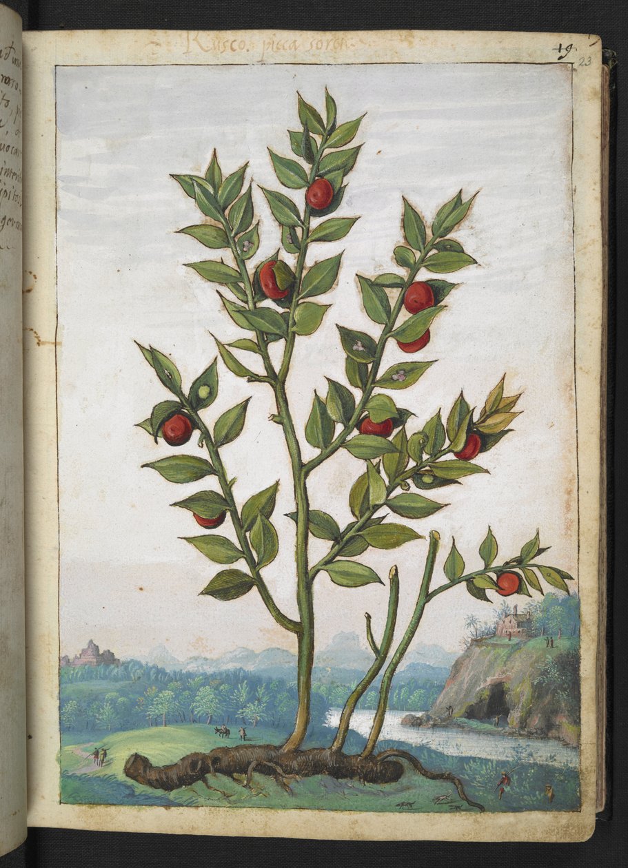 Ruscus aculeatus: Une plante portant des baies rouges, de 