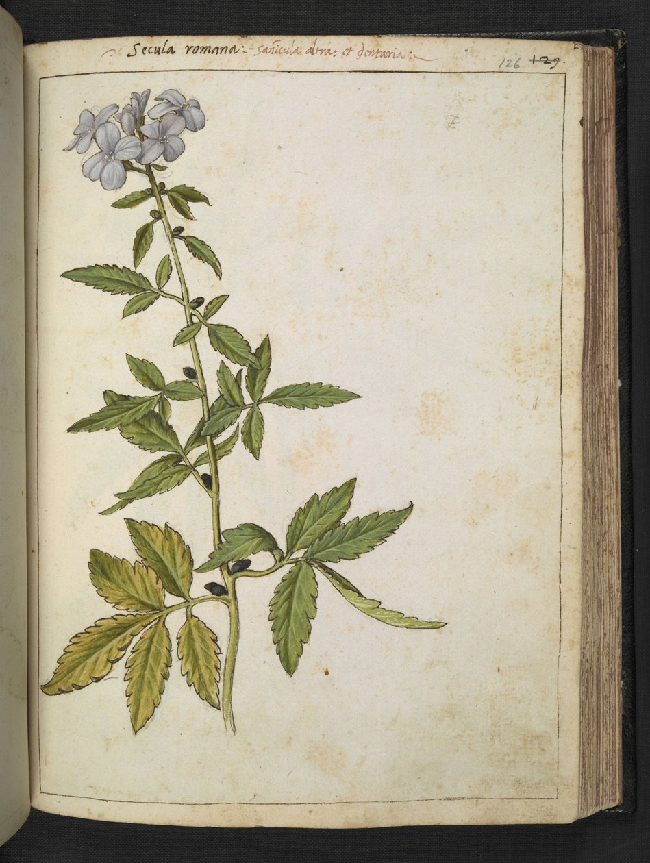 Sanicula, de "Peintures de la flore des États romains" par Gherardo Cibo, Add MS 22333, f126r, c.1564-84 - Gherardo Cibo